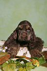 American Cocker Spaniel Welpe