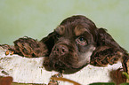 American Cocker Spaniel Welpe