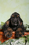 American Cocker Spaniel im Krbchen