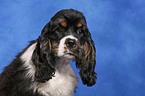 American Cocker Spaniel Welpe Portrait