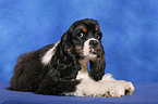 American Cocker Spaniel Welpe