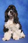 sitzender American Cocker Spaniel Welpe