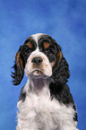 American Cocker Spaniel Welpe Portrait