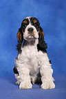 sitzender American Cocker Spaniel Welpe