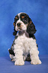 sitzender American Cocker Spaniel Welpe