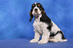 sitzender American Cocker Spaniel Welpe