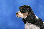 American Cocker Spaniel Welpe Portrait