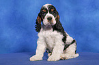 sitzender American Cocker Spaniel Welpe