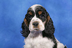 American Cocker Spaniel Welpe Portrait