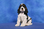 sitzender American Cocker Spaniel Welpe