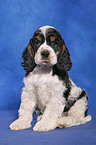 sitzender American Cocker Spaniel Welpe