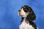 American Cocker Spaniel Welpe Portrait