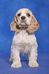 American Cocker Spaniel Welpe