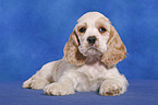 American Cocker Spaniel Welpe