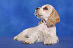 American Cocker Spaniel Welpe