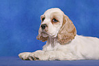 American Cocker Spaniel Welpe