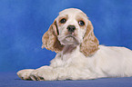 American Cocker Spaniel Welpe