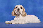 American Cocker Spaniel Welpe