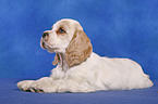 American Cocker Spaniel Welpe