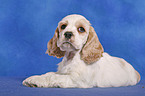 American Cocker Spaniel Welpe