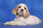 American Cocker Spaniel Welpe