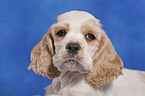 American Cocker Spaniel Welpe Portrait