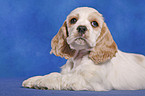 American Cocker Spaniel Welpe