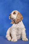 sitzender American Cocker Spaniel Welpe