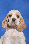 American Cocker Spaniel Welpe Portrait