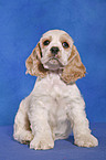 sitzender American Cocker Spaniel Welpe