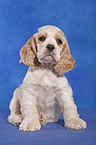 sitzender American Cocker Spaniel Welpe