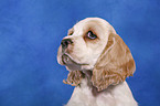 American Cocker Spaniel Welpe Portrait