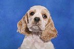 American Cocker Spaniel Welpe Portrait