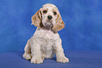 sitzender American Cocker Spaniel Welpe