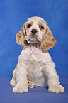 sitzender American Cocker Spaniel Welpe