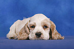 American Cocker Spaniel Welpe