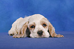 American Cocker Spaniel Welpe