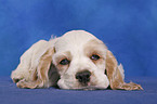 American Cocker Spaniel Welpe