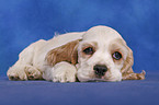 American Cocker Spaniel Welpe