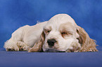 schlafender American Cocker Spaniel