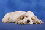 schlafender American Cocker Spaniel