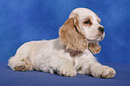 American Cocker Spaniel Welpe