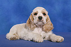 American Cocker Spaniel Welpe