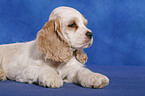 American Cocker Spaniel Welpe