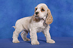 American Cocker Spaniel Welpe