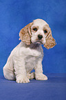 sitzender American Cocker Spaniel