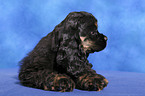 American Cocker Spaniel Welpe