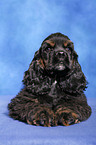 American Cocker Spaniel Welpe