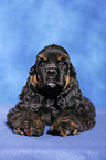 American Cocker Spaniel Welpe