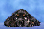 American Cocker Spaniel Welpe